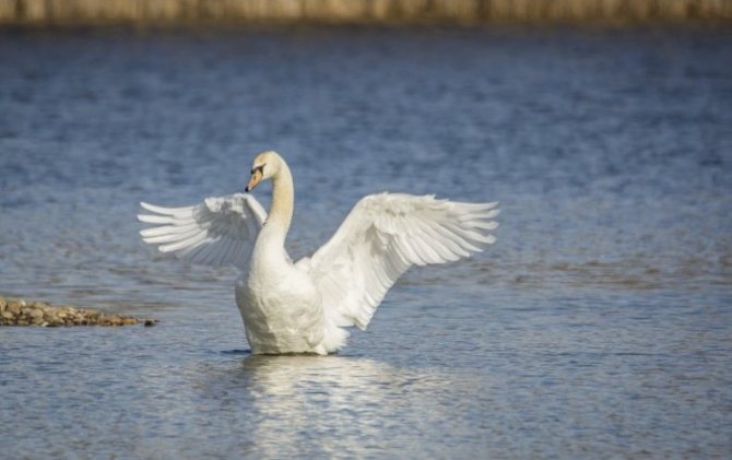 Когда и как лебеди выводят своих птенцов: особенности содержания маленьких лебедей