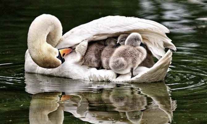 Когда и как лебеди выводят своих птенцов: особенности содержания маленьких лебедей