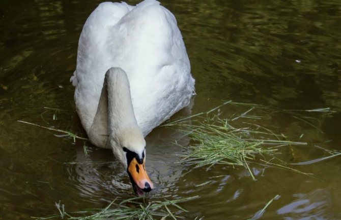 Когда и как лебеди выводят своих птенцов: особенности содержания маленьких лебедей