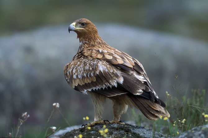 Полевой лунь: описание птицы, особенности, виды, образ жизни