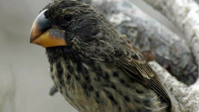 Птица вьюрок: описание, пение, фото, отличие самца от самки