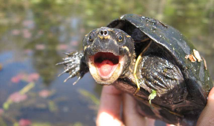 Мускусная обыкновенная черепаха: содержание, описание, питание и размножение