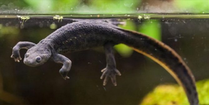Гребенчатый тритон – особенности содержания в домашних условиях и рекомендации по питанию