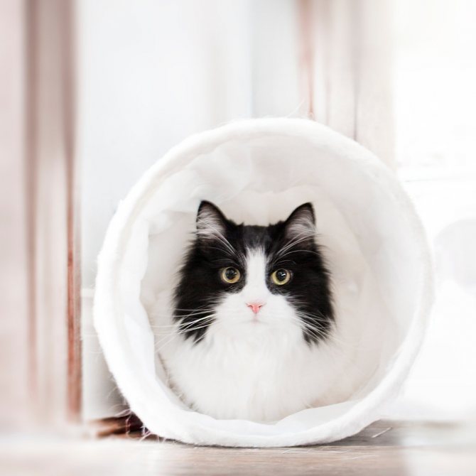 Кимрик: сколько живут, окрас, темперамент, повадки, частота кормления, болезни и дефекты породы