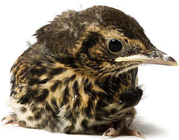 Дрозд рябинник