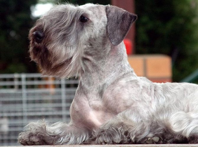 Описание породы Чешский терьер