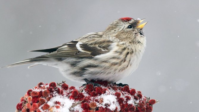 Чечетка (Carduelis flammea)