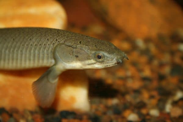 Полиптерус: сенегальский, эндлихера, дельгези, рыба дракон, аквариумный многопер, орнатипинис, альбинос (содержание, совместимость)