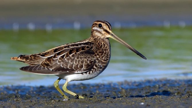 Бекас – описание птицы, где обитает и чем питается