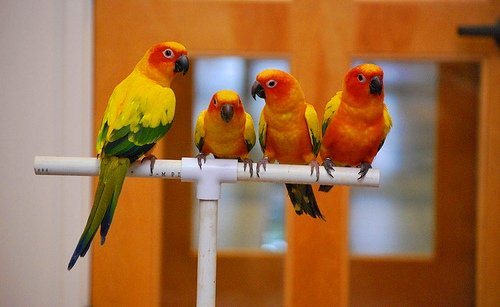 Попугай Аратинга: солнечный, золотой, яндайя, черноголовый