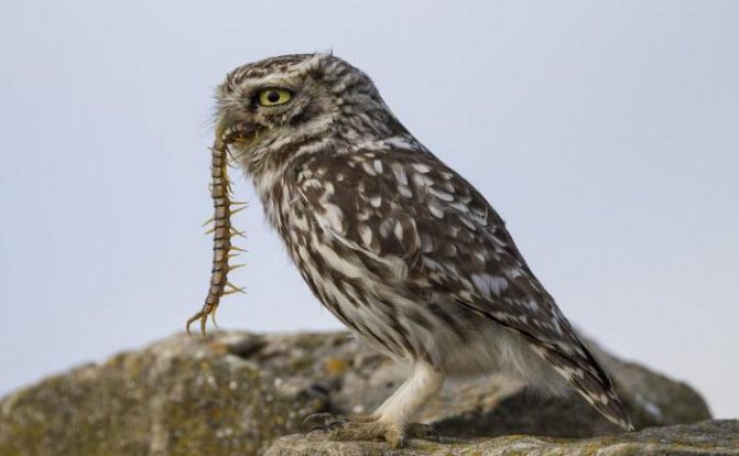 На кого охотятся и чем питаются совы в природе и какой корм они едят дома