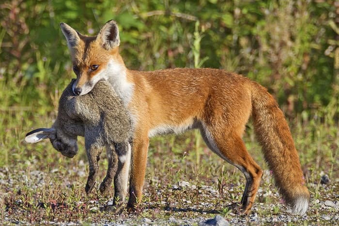 Сообщение о лисе - описание, характеристики и повадки животного Сообщение о лисе - описание, характеристики и повадки животного