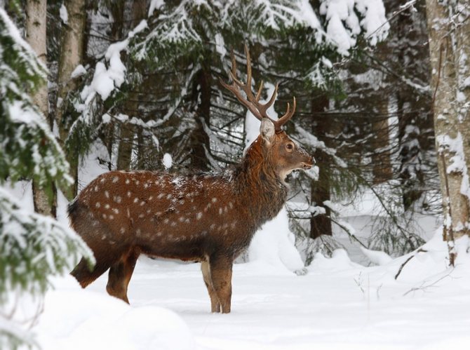 Пятнистые олени: особенности породы