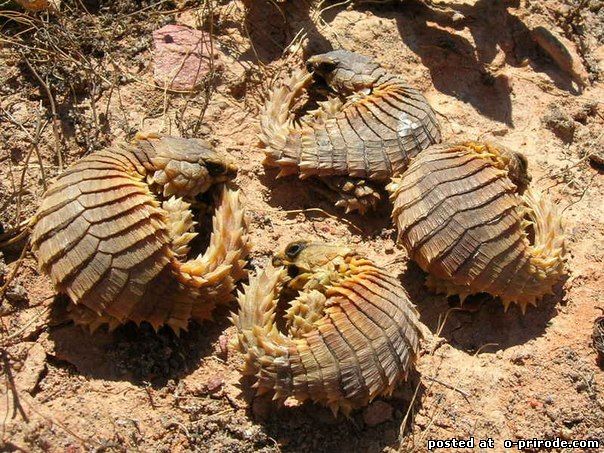 Поясохвост