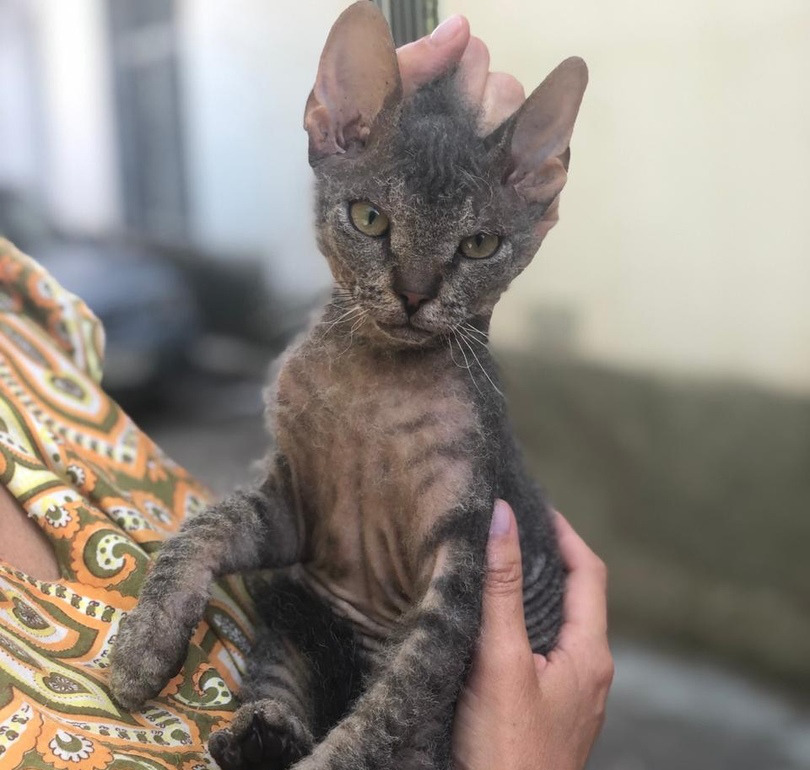 Характер кошек сфинксов: 3 плюса и 3 минуса