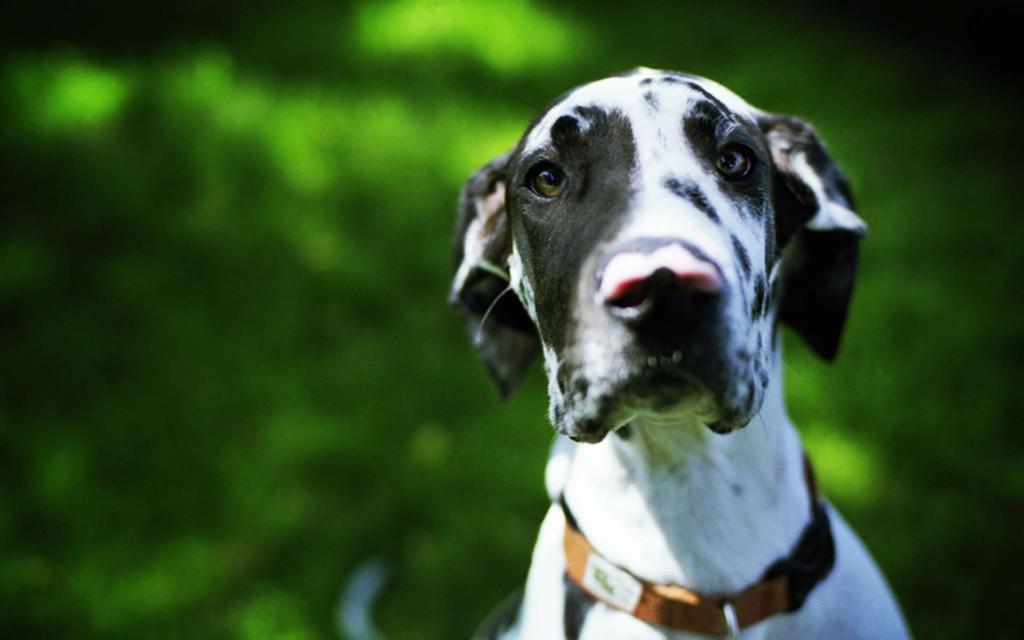 Немецкий дог: информация и особенности