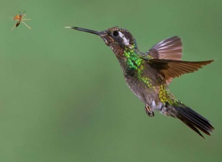 Птицы Краснодарского края: виды, описание