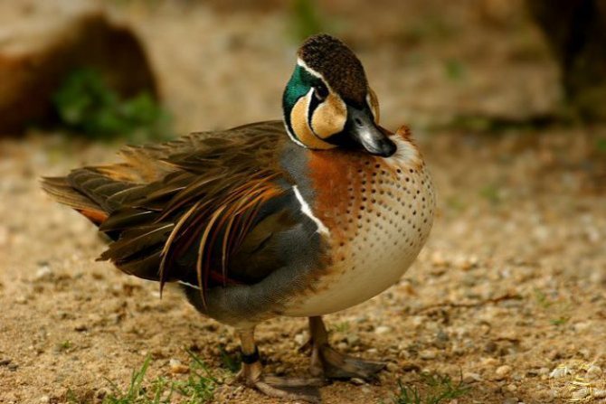 Чирок свистунок - самая маленькая утка