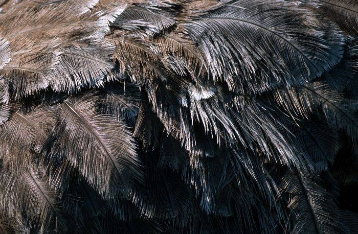 Страус эму: описание внешнего вида, характера, нюансов разведения