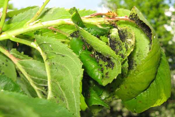 Кто ест тлю: божьи коровки, златоглазки и другие насекомые