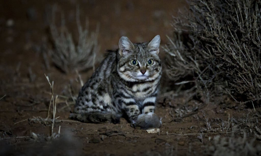 Черноногая кошка: описание, характер, внешний вид и среда обитания