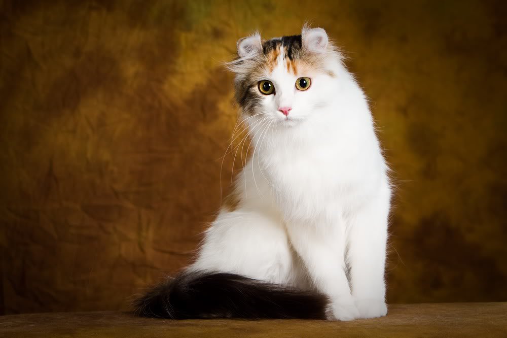 Редкие породы кошек: описания с названиями, экзотические, дорогие