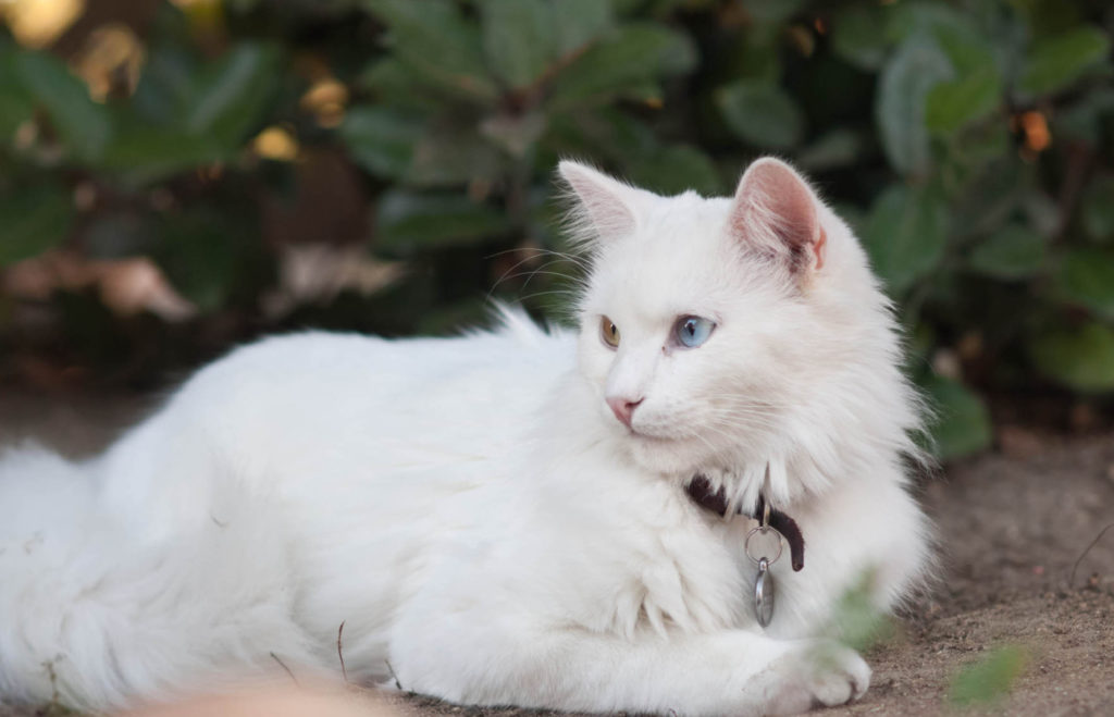 Порода кошек с большими ушами: как называются ушастые лопоухие коты с вытянутой мордой