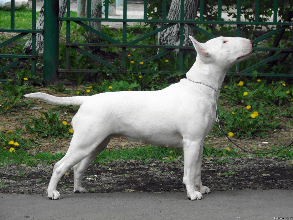 Бультерьер