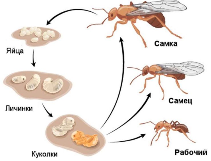 Сколько живут муравьи, каково их строение и как они выглядят