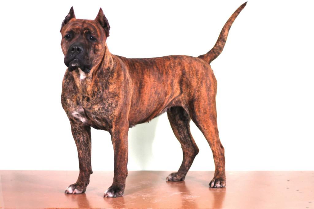 Канарский дог (перро де преса канарио) — описание породы собак, особенности