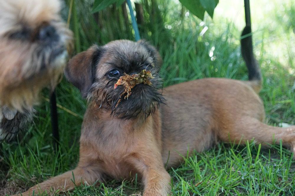 Брюссельский гриффон и бельгийский: происхождение и другие виды, описание породы собак