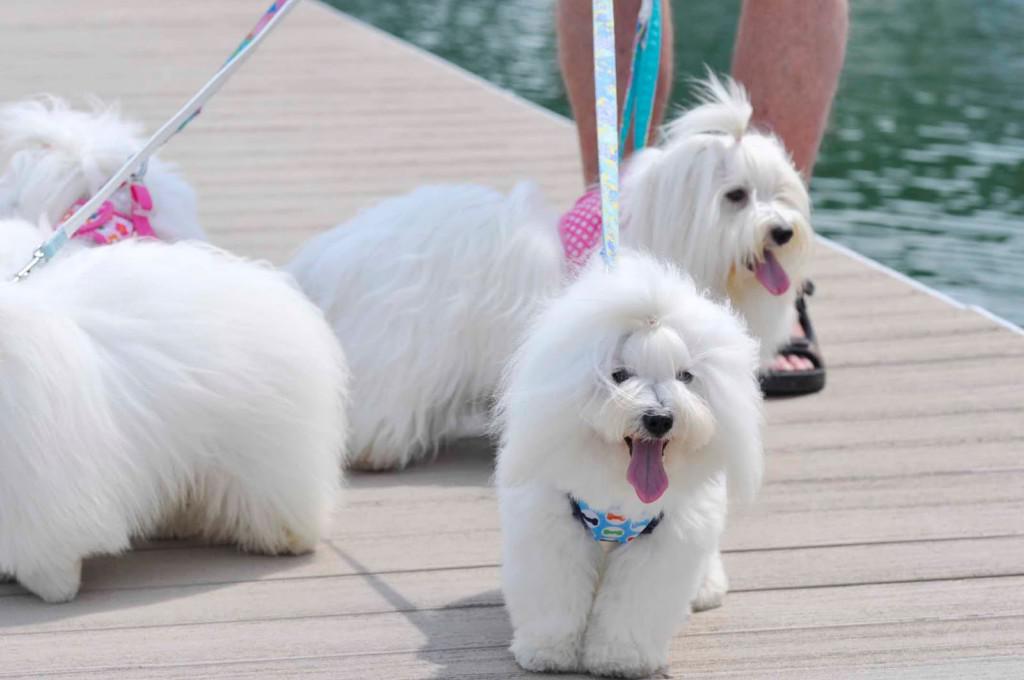 Котон де тулеар: история происхождения, стандарты, характер, содержание и уход