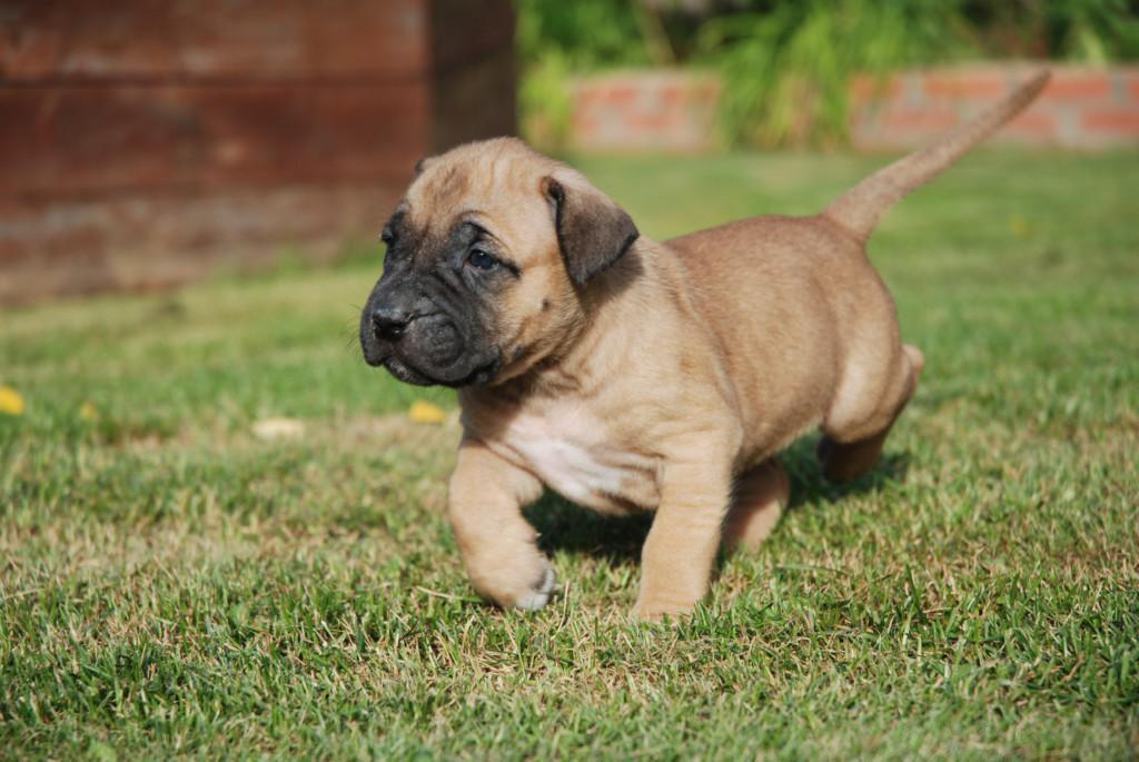 Канарский дог (перро де преса канарио) — описание породы собак, особенности