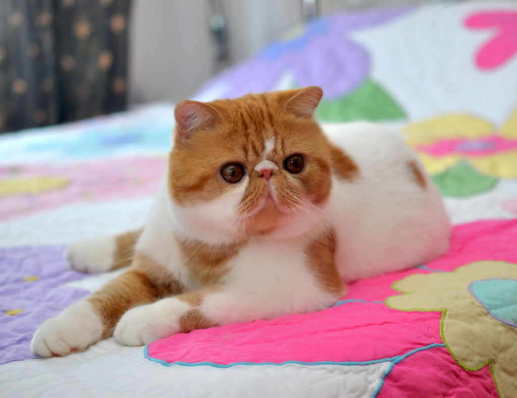 Самые ласковые породы кошек