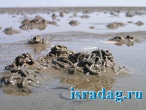 Фотография норок пескожила