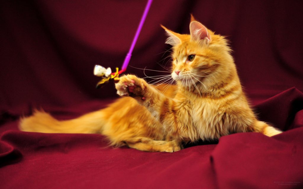 Характеристика породы мейн-кун - описание, характер, особенности ухода