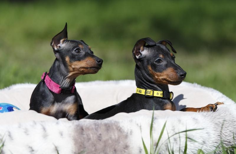 Манчестерский терьер: стандарт породы, особенности и уход