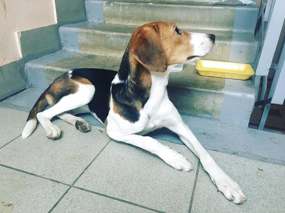 Русская пегая гончая: описание породы, характер, охотничья собака