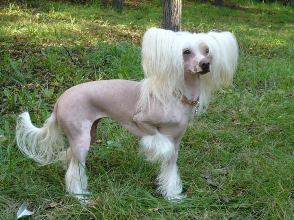 Китайская хохлатая собака