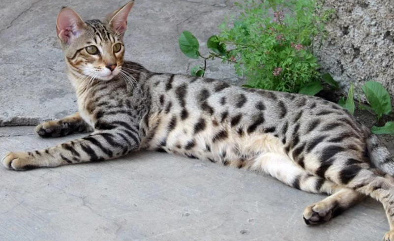 Серенгети: порода кошек с необычной внешностью, описание экстерьера и характера