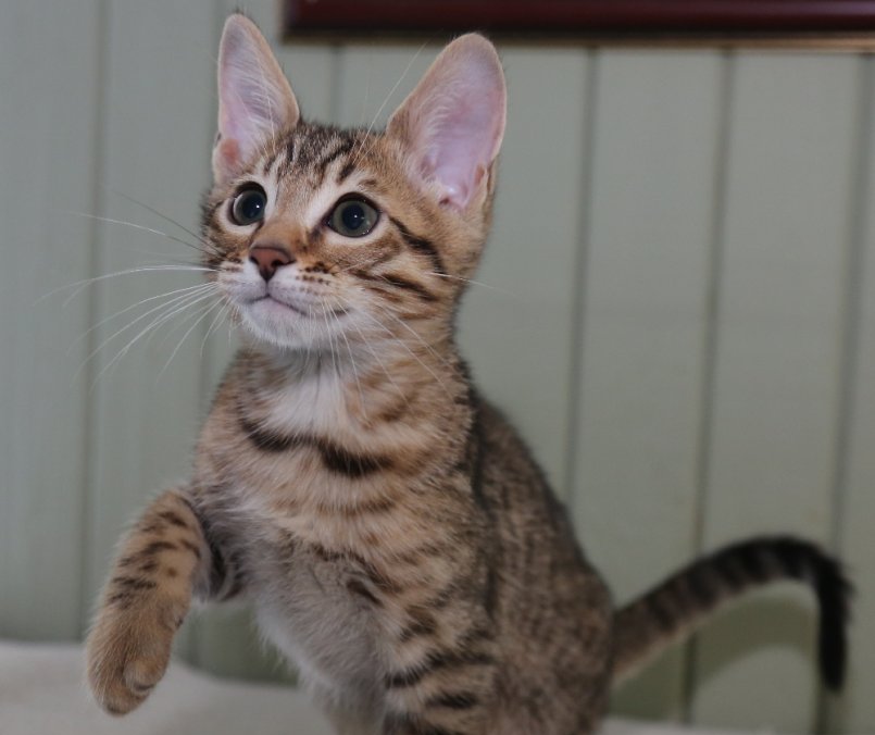 Серенгети: порода кошек с необычной внешностью, описание экстерьера и характера