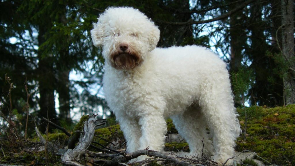 Лаготто-Романьоло