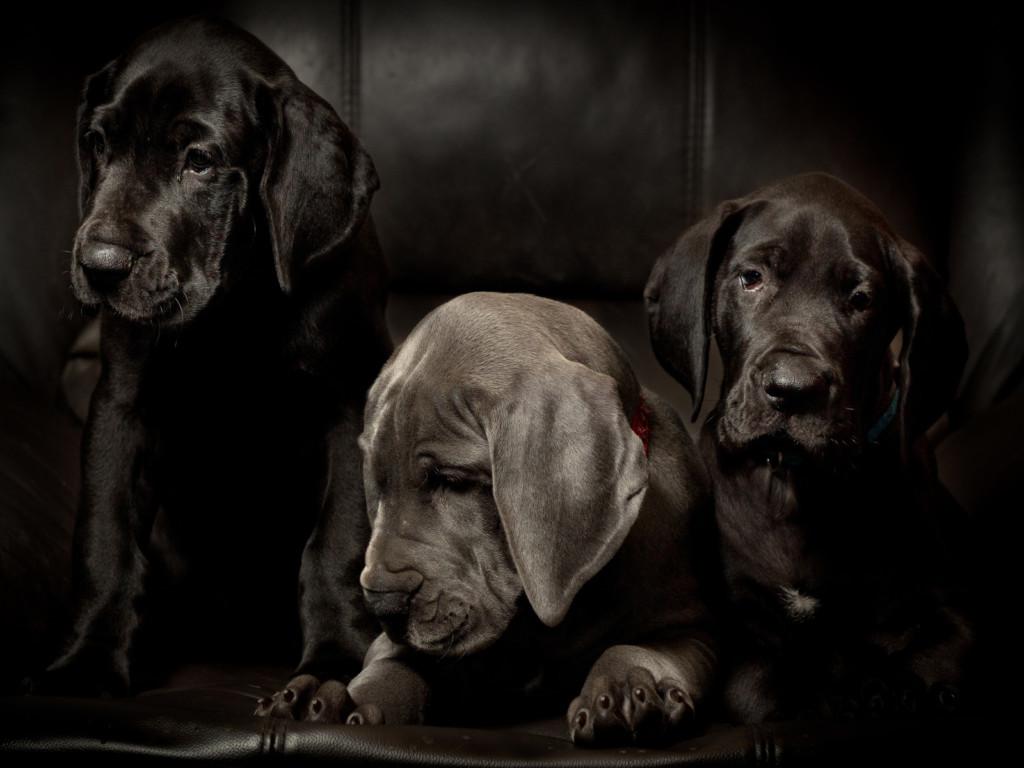 Немецкий дог: информация и особенности