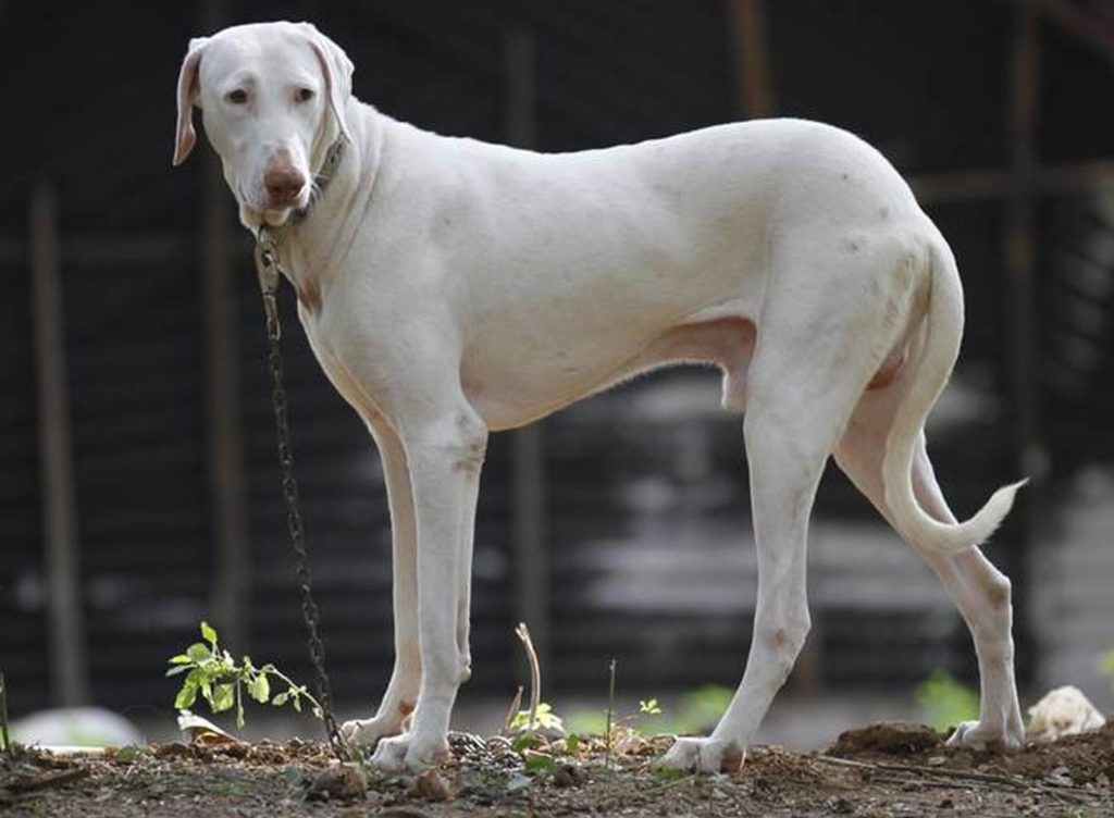 Раджапалаям