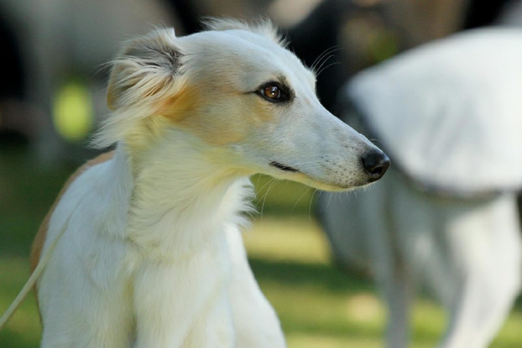 Шелковистая борзая