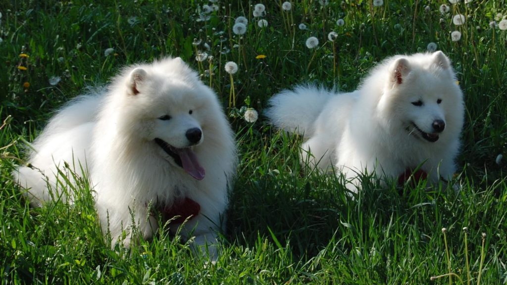 Самоедская собака