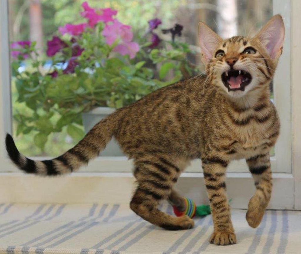 Серенгети: порода кошек с необычной внешностью, описание экстерьера и характера