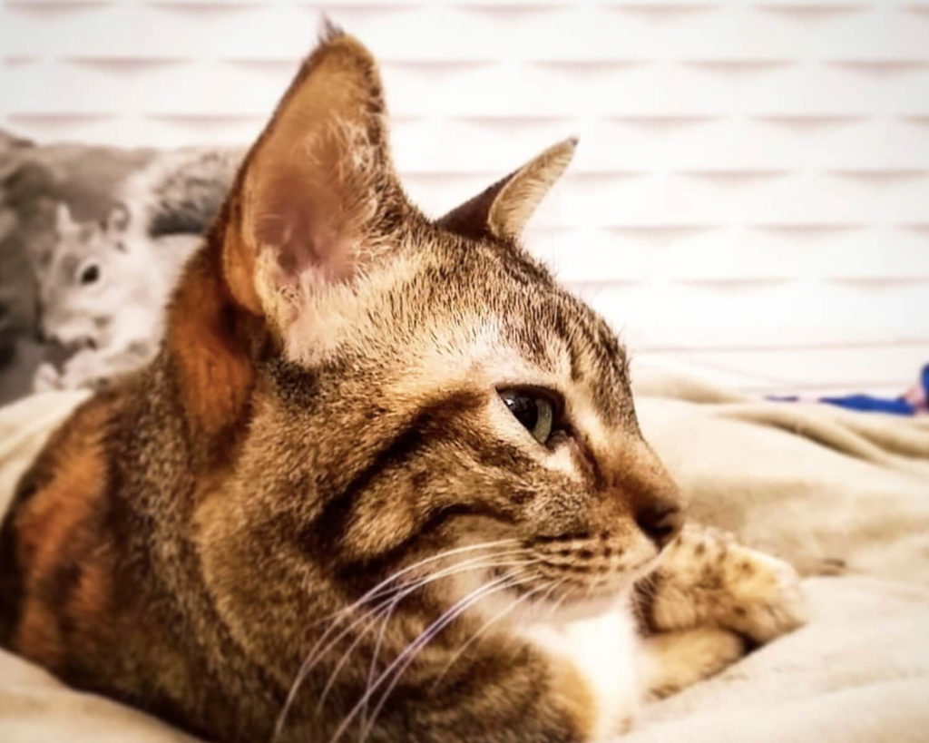 Сококе: описание породы, характер кошки, советы по содержанию и уходу