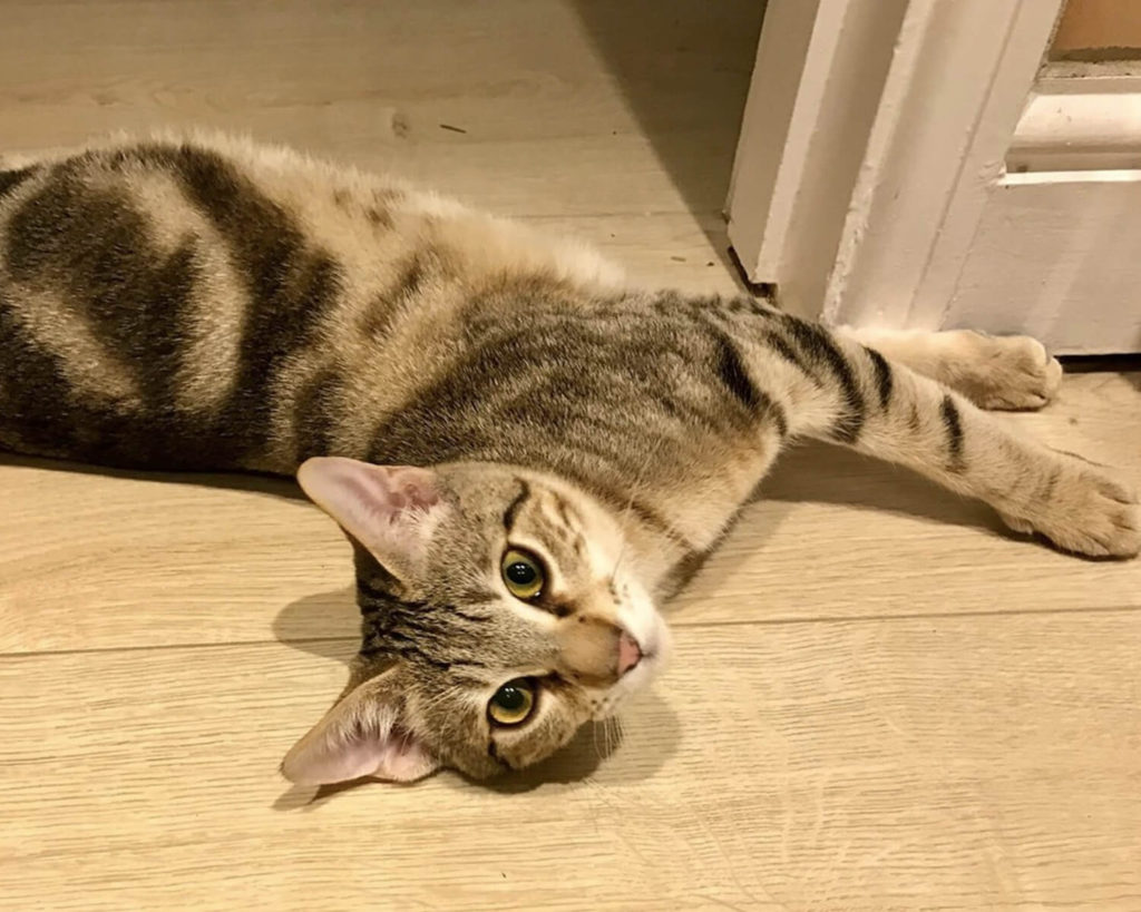 Сококе: описание породы, характер кошки, советы по содержанию и уходу