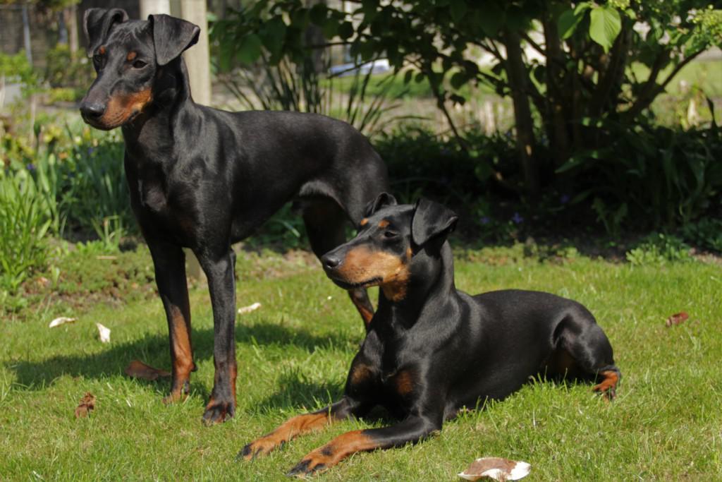 Манчестерский терьер: стандарт породы, особенности и уход